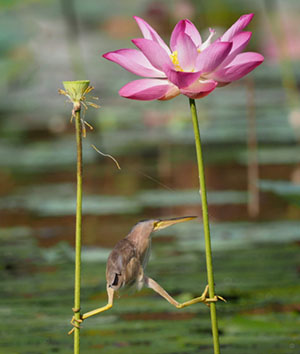 a bird balancing between two plants